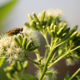 eupatorium gall fly