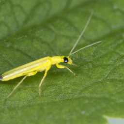 yellow stem borer