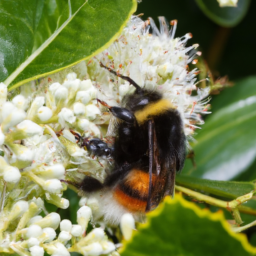 yellowbanded bumble bee