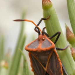 yucca plant bug