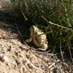 Abra Malaga Toad