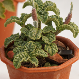 Abronia deppii