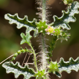 Abronia martindelcampoi