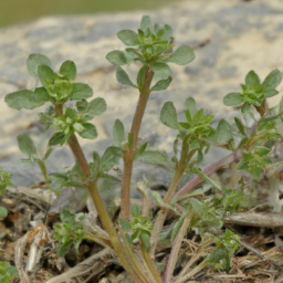 Acanthomyops latipes