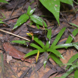 Acha Tugi Long-fingered Frog