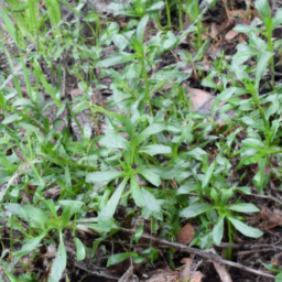 Achondrostoma arcasii