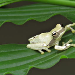 Ackawaio Stefania Treefrog