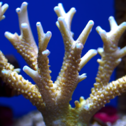 Acropora Coral (Acropora abrolhosensis) 