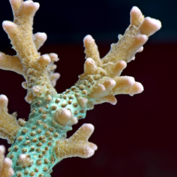 Acropora Coral (Acropora anthocercis) 