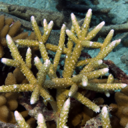 Acropora Coral (Acropora aspera) 