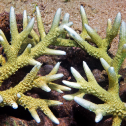 Acropora Coral (Acropora austera) 