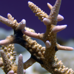 Acropora Coral (Acropora carduus) 