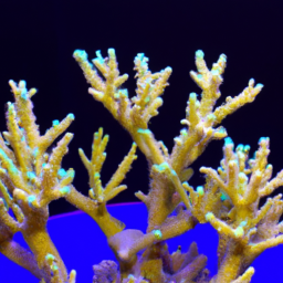 Acropora Coral (Acropora caroliniana) 