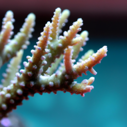 Acropora Coral (Acropora cervicornis) 