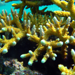 Acropora Coral (Acropora dendrum) 