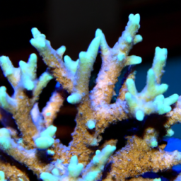 Acropora Coral (Acropora desalwii) 