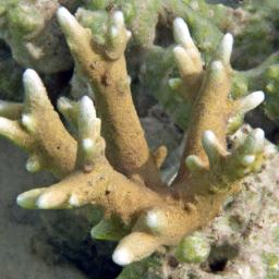 Acropora Coral (Acropora digitifera) 