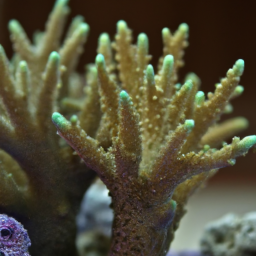 Acropora Coral (Acropora divaricata) 