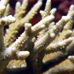 Acropora Coral (Acropora donei) 