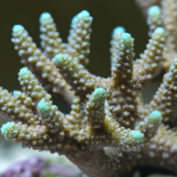 Acropora Coral (Acropora echinata) 