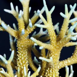 Acropora Coral (Acropora elegans) 