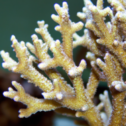 Acropora Coral (Acropora florida) 