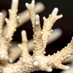 Acropora Coral (Acropora formosa) 