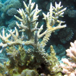 Acropora Coral (Acropora glauca) 