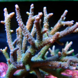 Acropora Coral (Acropora globiceps) 