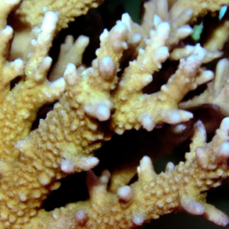 Acropora Coral (Acropora granulosa) 