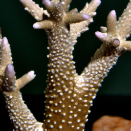 Acropora Coral (Acropora hemprichii) 