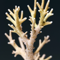 Acropora Coral (Acropora hoeksemai) 