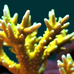 Acropora Coral (Acropora humilis) 