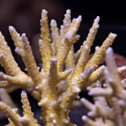 Acropora Coral (Acropora indonesia) 