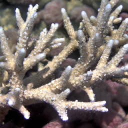 Acropora Coral (Acropora jacquelineae) 