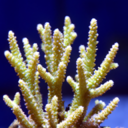 Acropora Coral (Acropora kimbeensis) 