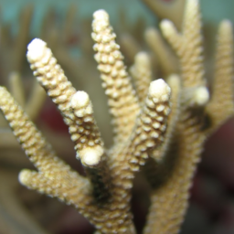 Acropora Coral (Acropora kirstyae) 