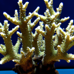 Acropora Coral (Acropora listeri) 