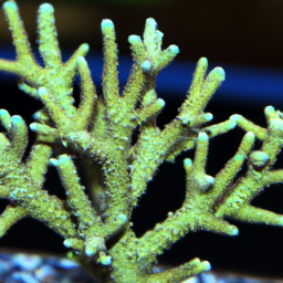 Acropora Coral (Acropora loisetteae) 