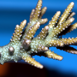 Acropora Coral (Acropora lokani) 