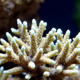 Acropora Coral (Acropora lovelli) 