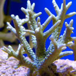 Acropora Coral (Acropora lutkeni) 