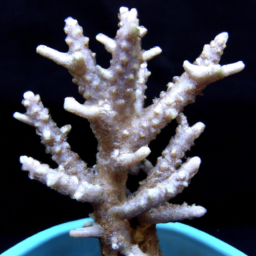 Acropora Coral (Acropora microclados) 