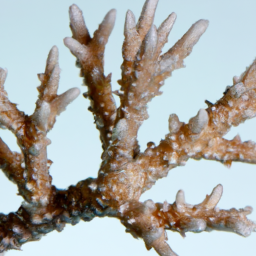 Acropora Coral (Acropora monticulosa) 