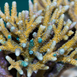 Acropora Coral (Acropora multiacuta) 