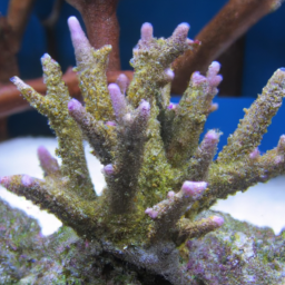 Acropora Coral (Acropora nasuta) 