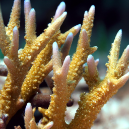 Acropora Coral (Acropora palmata) 