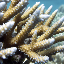 Acropora Coral (Acropora palmerae) 