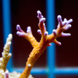 Acropora Coral (Acropora paniculata) 