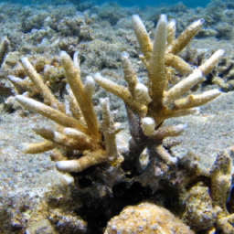 Acropora Coral (Acropora papillare) 